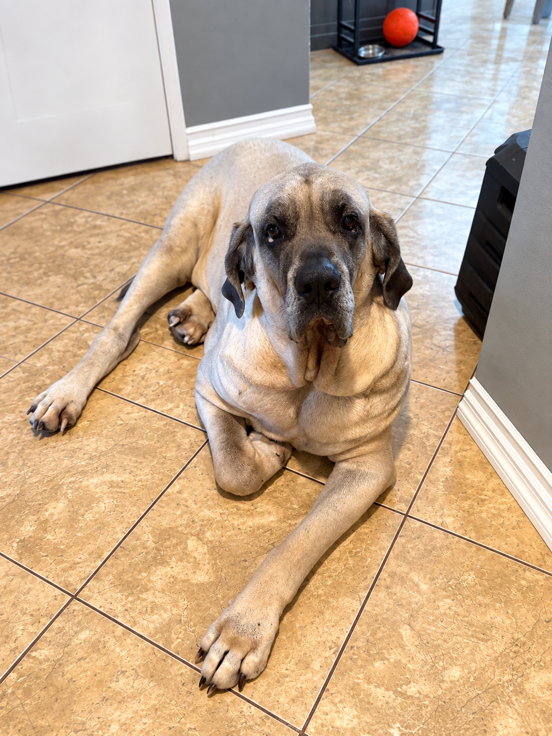 Relaxed dog at home during in-home overnight pet sitting in Ventura County
